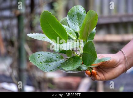 Frische Kalanchoe pinnata (Pathorkuchi, Patharchatta, Air Plant) Blätter in der weiblichen Hand. Nahaufnahme dieses Wunderblattes oder der Lebenspflanze mit einem weichen Backgrou Stockfoto