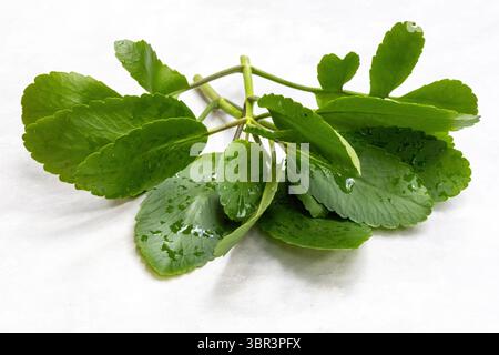 Nahaufnahme von frischen grünen Kalanchoe pinnata-Blättern auf einem geschnittenen Zweig, isoliert auf weißem Hintergrund. Auch bekannt als Pathorkuchi, Air Plant, Miracle Leaf. Stockfoto