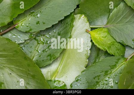 Frisches grünes Kalanchoe pinnata hinterlässt einen Texturhintergrund aus nächster Nähe. Auch bekannt als Patharchatta, Miracle Leaf und Cathedral Bells Plant. Stockfoto