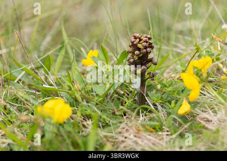 Froschorchidee Dactylorhiza viridis, Einzelblütenspitze, Unst, Shetland Island, Schottland, Großbritannien, Juni Stockfoto