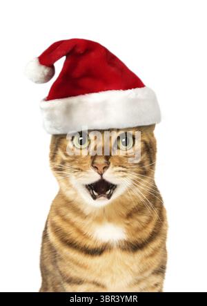 Bengalische Katze mit Weihnachtsmütze, Weihnachtskonzept, weißer Hintergrund, isoliert auf weiß Stockfoto