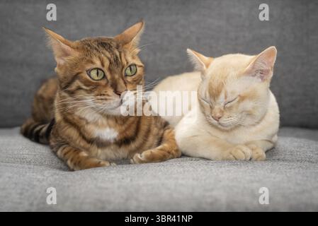 Nahaufnahme von zwei niedlichen Katzen, die auf dem Sofa liegen. Burmesische Katze und Bengalkatze drinnen Stockfoto