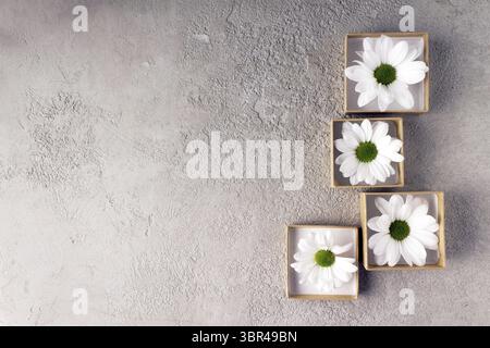 Weiße Chrysanthemen in quadratischen Papierkästen auf einem hellen betonstrukturierten Hintergrund Stockfoto