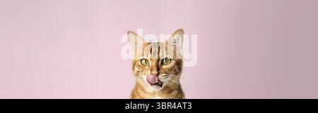 Bengale Kurzhaarkatze in Nahaufnahme auf dem Hintergrund lecken. Kopierbereich Stockfoto