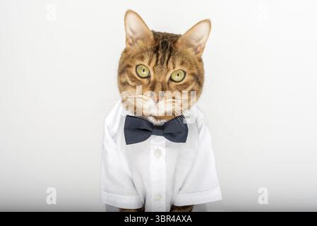 Die Katze in einem Hemd und einer Fliege auf weißem Hintergrund ist isoliert Stockfoto