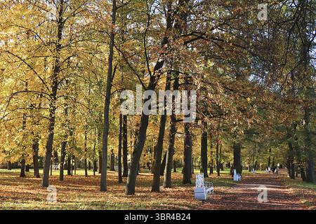 Oktober Herbst Park in Russland, eine Eichenallee mit roten Blättern. Schöne helle Landschaft im Park, Jahreszeiten, goldene Herbstsaison, Hintergrund, Zarsk Stockfoto