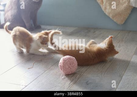 Zwei rote Kätzchen spielen auf dem Boden. Eine große graue Katze sitzt im Hintergrund und ist nicht fokussiert. Lifestyle Stockfoto