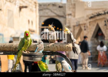 Bunte Papageien in Käfigen auf dem Vogelmarkt in Doha, Katar. Traditioneller Tiermarkt aus dem Nahen Osten mit exotischen Vögeln und lebendigen Details. Stockfoto