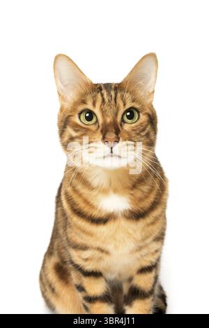 Studio-Aufnahmen von bengalischen Katzen, weißer Hintergrund, Porträt Stockfoto