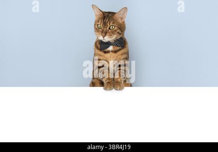 Eine elegante Katze mit Fliege schaut hinter einem Banner heraus. Platz für eine Inschrift. Kopierbereich Stockfoto