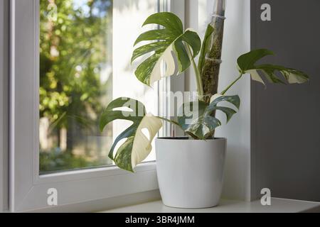Eine Blume in einem Topf am Fenster in einem Topf mit automatischer Bewässerung. Schöne weiße Monstera deliciosa var. Borsigiana alba ist eine Varietät von Variegata al Stockfoto