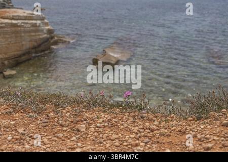 Blick auf die zerklüftete Küste, wo ockerfarbene Erde auf das türkisfarbene Meer trifft, am Rand blühen Wildblumen, kontrastierende Texturen unter der Sonne, Paphos, Paphos, Zypern. Stockfoto