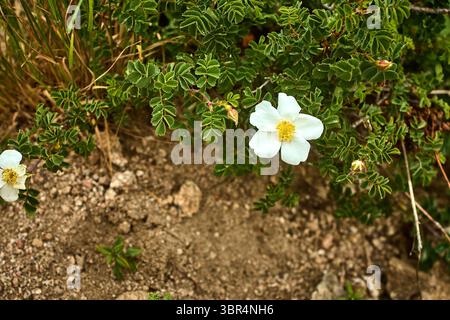 Wilde Rose (Rosa sp.) Mit weißen Blüten, Staubblättern und grünen Blättern, die zwischen Granitfelsen am westlichen Hang von Greater Chimgan in Usbekistan wachsen. Stockfoto