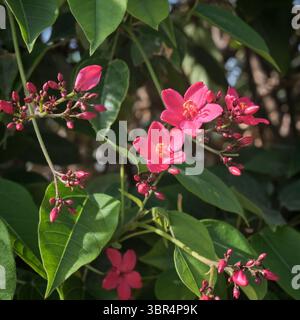 Leuchtend rosa Blumen von Jatropha integerrima blühen in üppigem Grün im Dubai Park. Zierpflanze für die städtische Landschaftsgestaltung im Nahen Osten Stockfoto