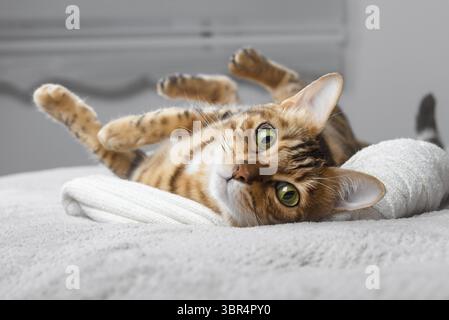 Niedliche bengalische Katze, die im Bett liegt. Das flauschige Haustier ließ sich bequem schlafen. Gemütlicher Hintergrund mit lustigem Haustier Stockfoto