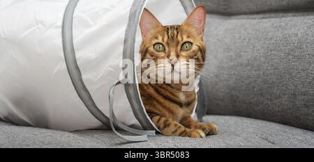 Bengalische Katze in einem Katzentunnel. Katze und Zubehör für die Freizeit der Katze Stockfoto