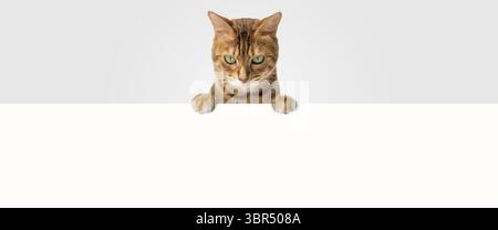 Lustige Ingwerkatze blickt hinter einem weißen Hintergrund heraus. Kopierbereich. Isoliert Stockfoto