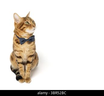 Die niedliche, elegante rote Katze sitzt in einer Fliege auf weißem Hintergrund. Kopierbereich Stockfoto