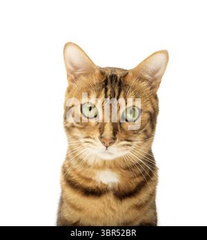 Studio-Aufnahmen von bengalischen Katzen, weißer Hintergrund, Porträt Stockfoto