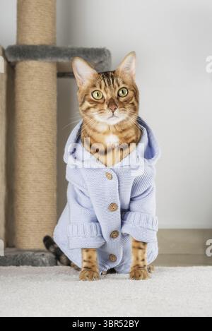 Charmante rote Katze in einer Jacke auf dem Boden im Zimmer Stockfoto