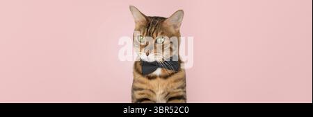 Elegante Katze in Fliege, süßer Haustier Hintergrund Stockfoto
