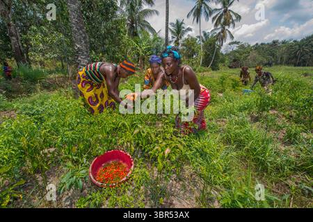 30. April 2014, Mafinda, Sierra Leone: Landwirtschaftliche Landwirte, die auf einem Feld arbeiten. Dieses Sumpfgebiet wird von einer Gruppe von Frauen in Mafinda verwaltet. Jede Frau hat ihr eigenes Land, aber sie haben die Kraft der Zusammenarbeit gelernt. Jeder von ihnen erhält Schulungen, Saatgut und Düngemittel von der internationalen NGO BRAC, und zusammen bauen sie Mais, Paprika und Tomaten an, um sie auf dem Markt zu verkaufen. In den Entwicklungsländern sind 43 % der landwirtschaftlichen Arbeitnehmer Frauen, aber ihnen fehlt häufig das Recht auf Land; sie haben nur begrenzten Zugang zu Wasser, Düngemitteln, Saatgut, Krediten und Ausbildung; und verbringen Sie mehr Zeit mit unbezahlter Arbeit als Stockfoto