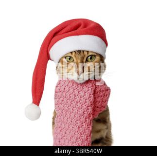 Lustige bengalische Katze mit Weihnachtsmütze und Schal isoliert auf weißem Hintergrund. Santa Cat Stockfoto