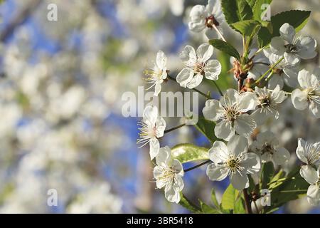 Kirschblüten blühen auf einem verschwommenen Hintergrund mit Bokeh-Nahaufnahme, selektiver Fokus. Vielleicht blühende Kirsche im Garten auf hellem Hintergrund Stockfoto