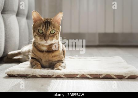 Eine bengalische Katze sitzt auf einem weichen, flauschigen Teppich. Schöne reinrassige Katze auf dem Boden im Wohnzimmer Stockfoto
