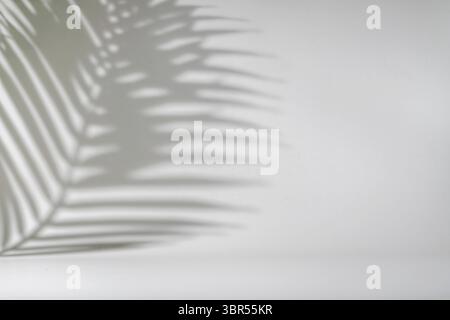 Schatten von tropischen Palmblättern auf weißer Wand. Minimaler abstrakter heller weißer Hintergrund für die Produktpräsentation Stockfoto