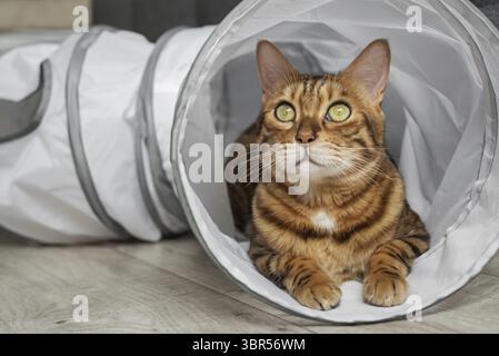 Bengalische Katze in einem Katzentunnel. Katze und Zubehör für die Freizeit der Katze Stockfoto