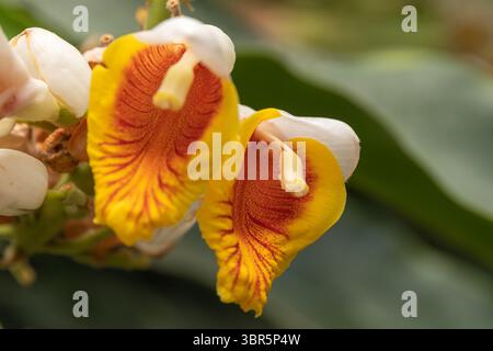 Gelbe und rote Globba winitii Blüten blühen und zeigen Blüten und rote Adern in einer Nahaufnahme, detaillierte Ansicht Stockfoto