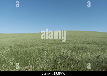 Der Blick auf ein ruhiges, hügeliges Feld aus grünem Gras unter einem weiten, wolkenlosen blauen Himmel weckt Ruhe, eine malerische Szene der Einfachheit der Natur, Pie Stockfoto