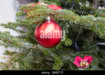 Glänzend rote weihnachtskugel hängt an einem echten weihnachtsbaum, dekoriert mit roten Blumen und Lichtern Stockfoto