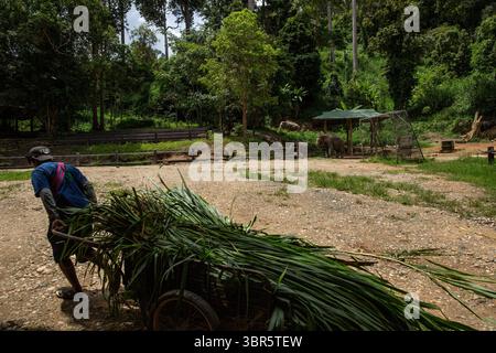23. Juli 2020, Bangkok, Thailand: Ein Mahout schleppt Elefantengras im Maesa Elephant Camp in der Nähe von Chiang Mai, Thailand. Die Elefantentourismusbranche hat stark unter den wirtschaftlichen Auswirkungen der COVID-19-Pandemie gelitten. Da keine Rückkehr nach â œnormal TourismÂ in Sicht ist, haben Hunderte von Elefanten und Mahouts die Lager und Heiligtümer verlassen, in denen sie arbeiten, um nach Hause zurückzukehren. Nur eine kleine Handvoll hat das Glück, von ihren Arbeitgebern gehalten zu werden. (Bild: © Andre Malerba/ZUMA Wire) Stockfoto