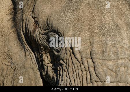 Omaruru Game Lodge: Kopf eines afrikanischen Elefanten (Loxodonta africana) in einer Savannenlandschaft in der Nähe von Omaruru, Erongo Region, Namibia Stockfoto