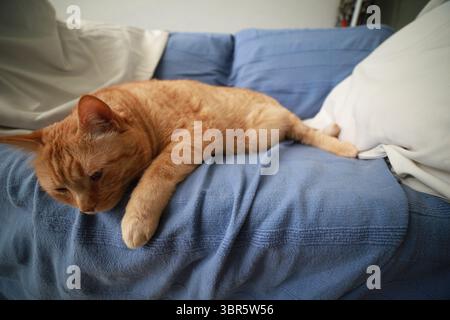 Faule rote europäische Katze auf der Couch Stockfoto