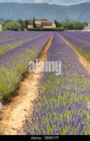 Lavendelfarm in der Provence Stockfoto