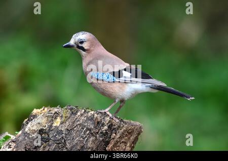 Jay Garrulus glandarius Stockfoto