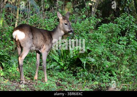 Reh capreolus capreolus Dorset, Vereinigtes Königreich Stockfoto