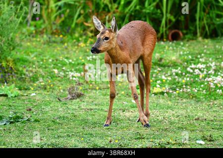 Reh capreolus capreolus Dorset, Vereinigtes Königreich Stockfoto
