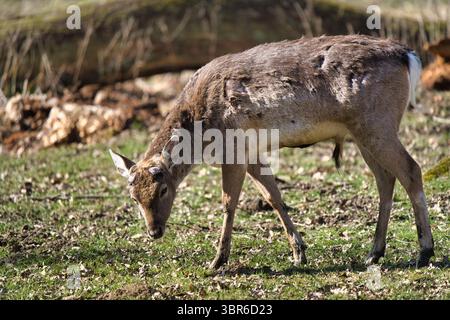 Damhirsch weidet auf der Early Spring Meadow im Wisentgehege Wildlife Park Stockfoto