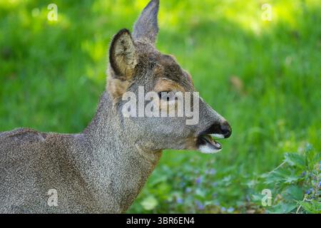 Rehe im Wisentgehege Spring Habitat Stockfoto