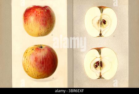 10. August 2010, USA: Wilson Red June Apples, Malus domestica, Genf, Ontario County, New York USA, Aquarellillustration von James Marion Shull, Sammlung pomologischer Aquarelle des US-Landwirtschaftsministeriums, 1933 (Kreditbild: © JT Vintage/Glasshouse Via ZUMA Wire) Stockfoto