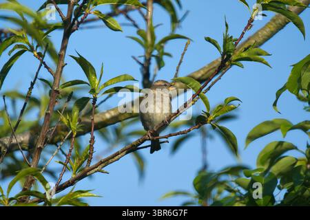 Weibliche Hausspatze (Passer domesticus), die auf einem Baum vor blauem Himmel ruht. Stockfoto