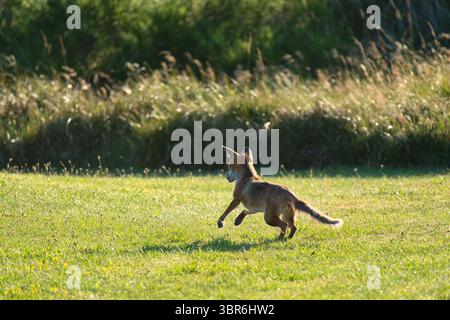 Rotfuchs in Bewegung, Sprung über eine Wiese, Dänemark Stockfoto