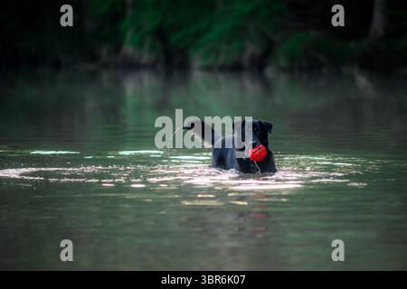 Schwarzer Hund im Fluss mit Ball Stockfoto