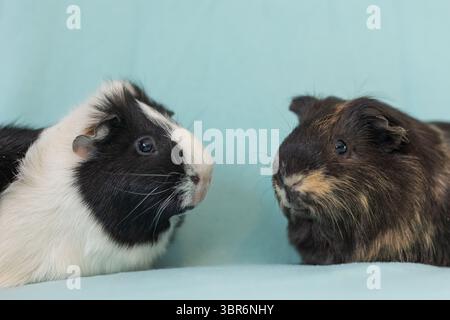 Zwei Meerschweinchen, die sich auf hellblauem Hintergrund zugewandt sind. Stockfoto