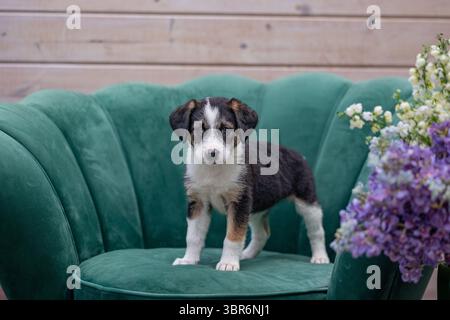 Dreifarbiges Welpe steht auf grünem Stuhl neben Blumenstrauß Stockfoto