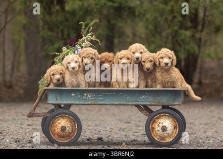 Neun lockige Welpen sitzen in einem rostigen blauen Wagen mit Blumen. Stockfoto